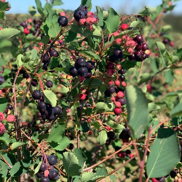 Meet your Posher, Rose - Picture 1 of 1